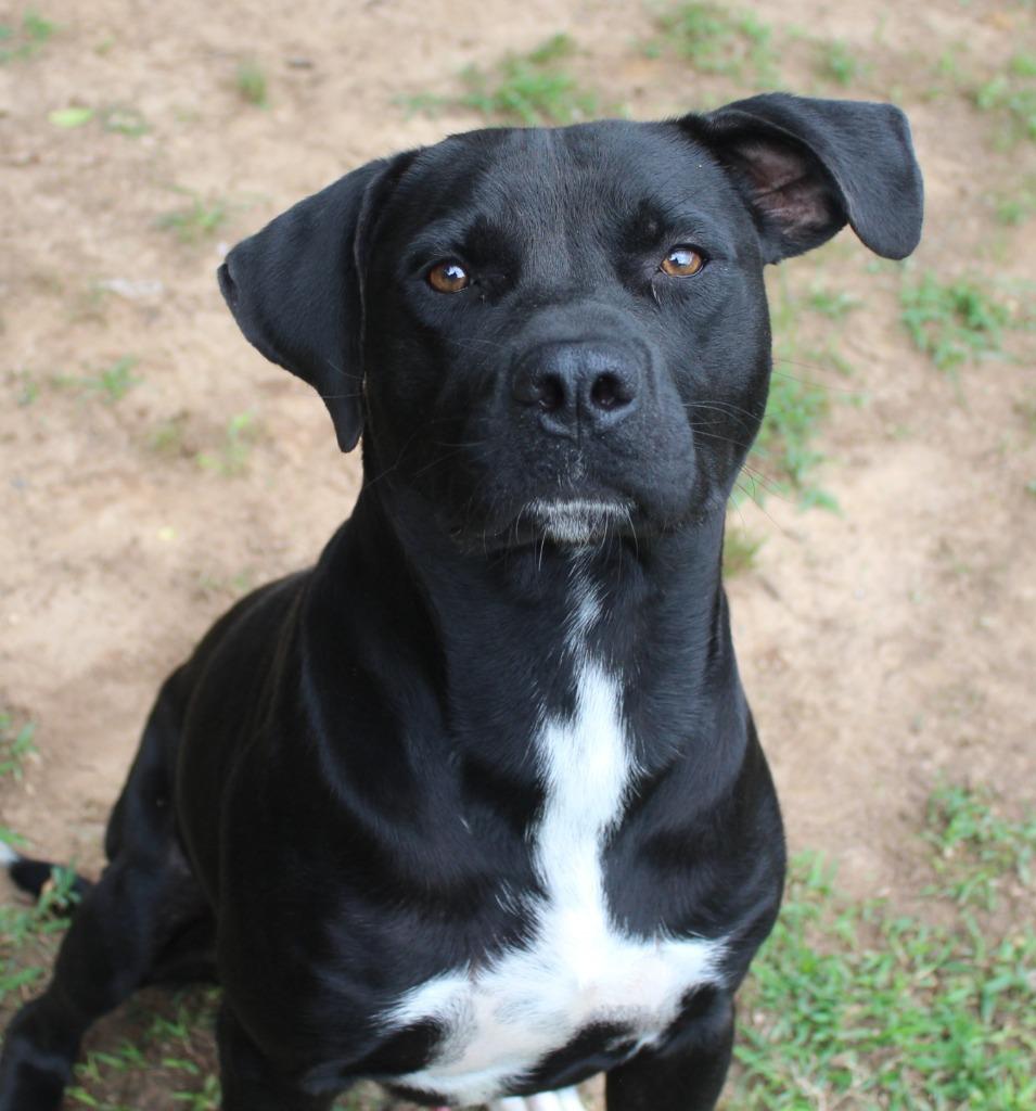 Enlarge Newman, a Adopted Labrador Retriever in Benton, AR image 1/1