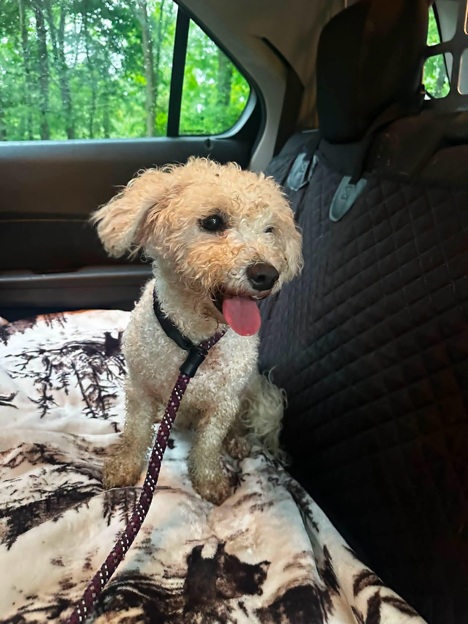 Pino, adopted, Young Female Bichon Frise.