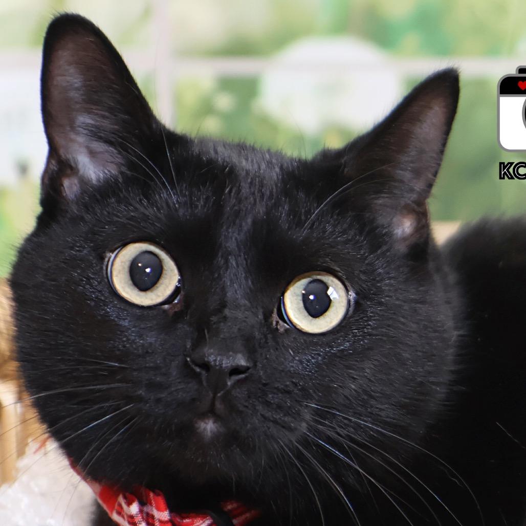 Enlarge Jack (cat), a Adoptable Domestic Short Hair in Overland Park, KS image 1/6