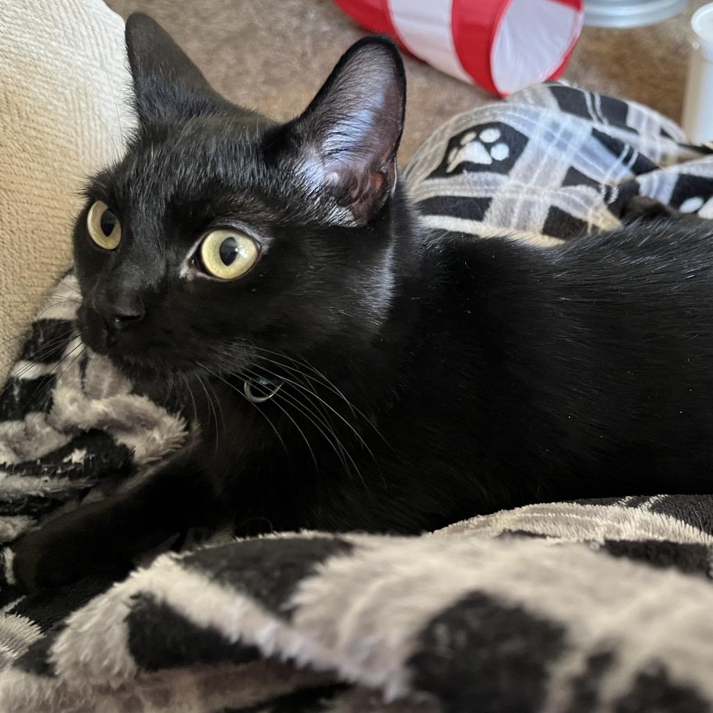 Jack, Adoptable, Young Male Domestic Short Hair.