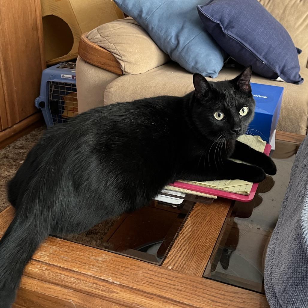 Enlarge Jack, a Adoptable Domestic Short Hair in Overland Park, KS image 2/6