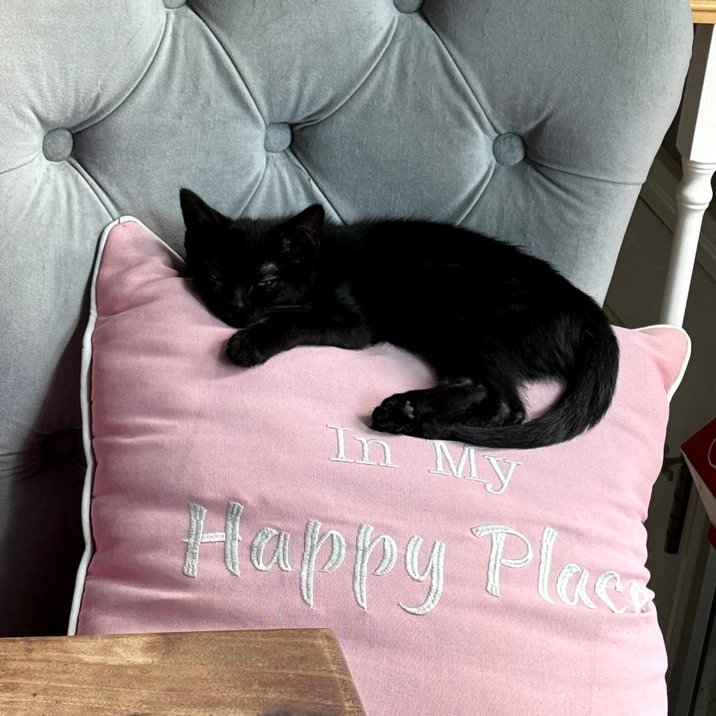 Enlarge Jack, a Adoptable Domestic Short Hair in Overland Park, KS image 3/6