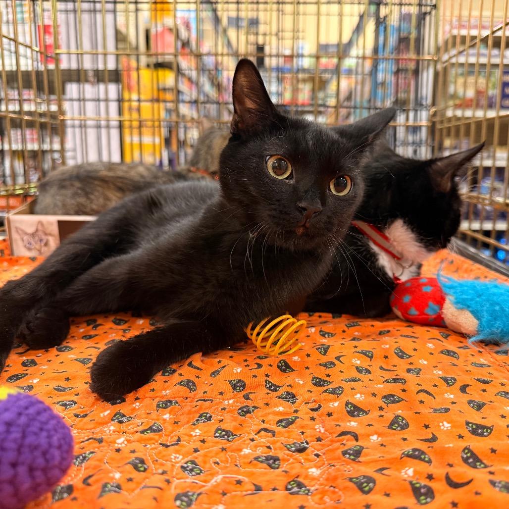 Enlarge Jack, a Adoptable Domestic Short Hair in Overland Park, KS image 4/6