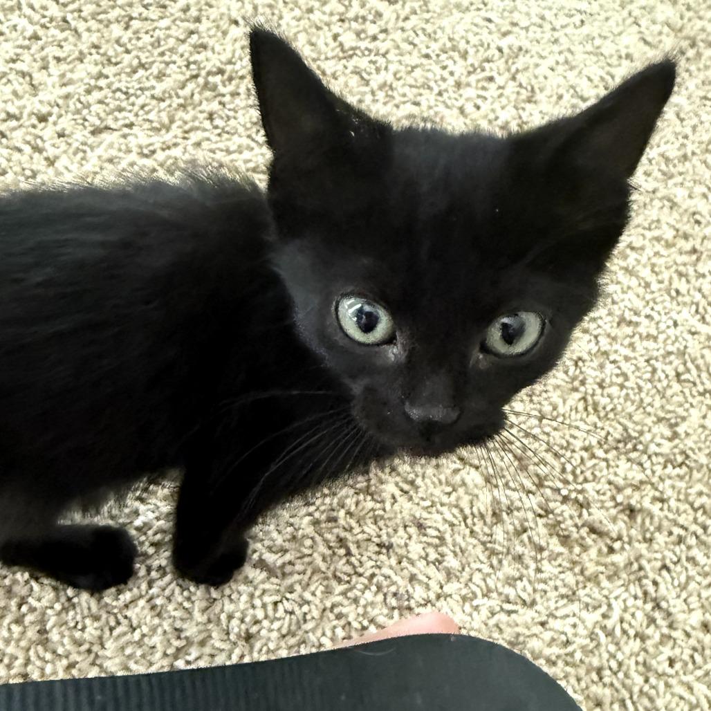 Enlarge Jack, a Adoptable Domestic Short Hair in Overland Park, KS image 5/6