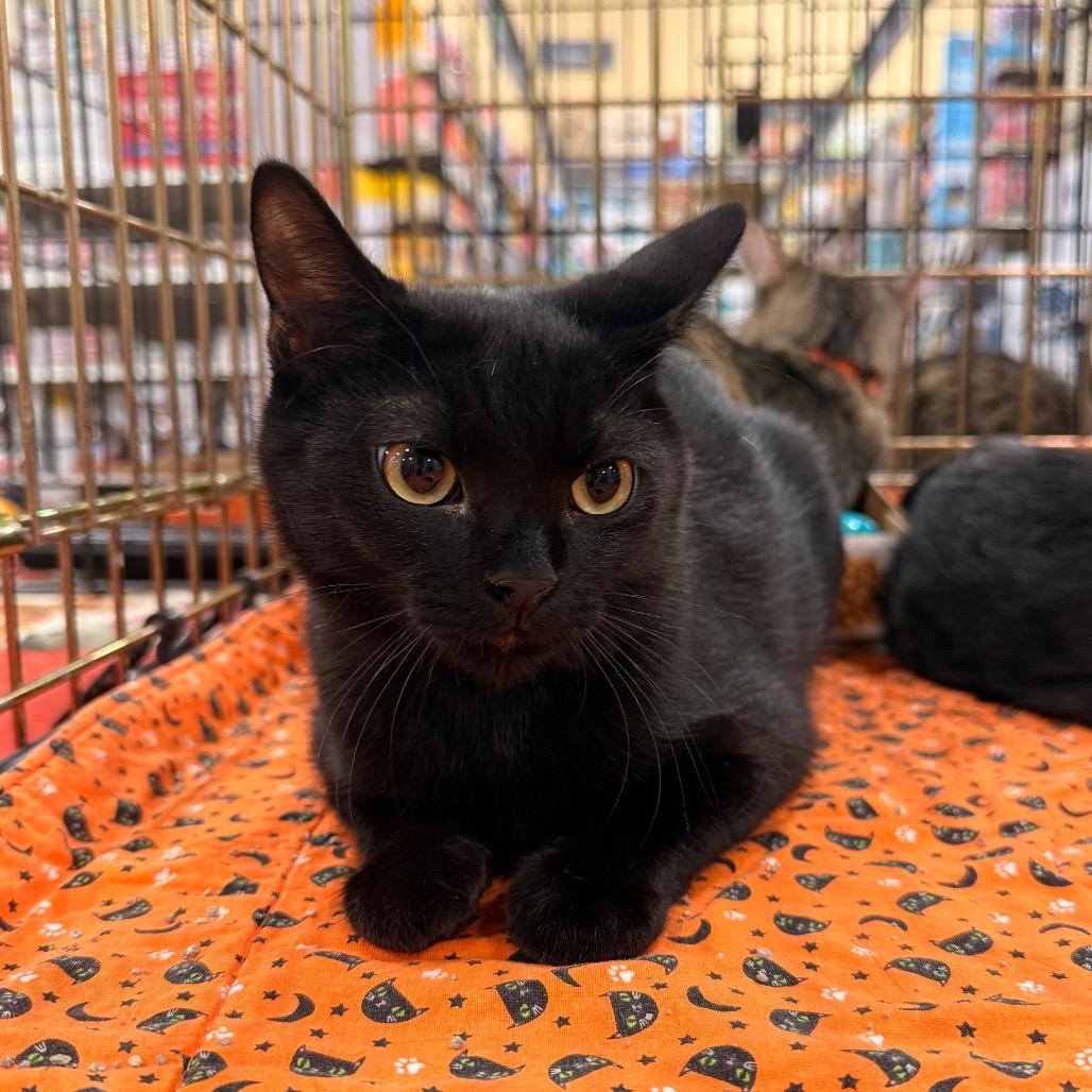 Enlarge Jack, a Adoptable Domestic Short Hair in Overland Park, KS image 6/6