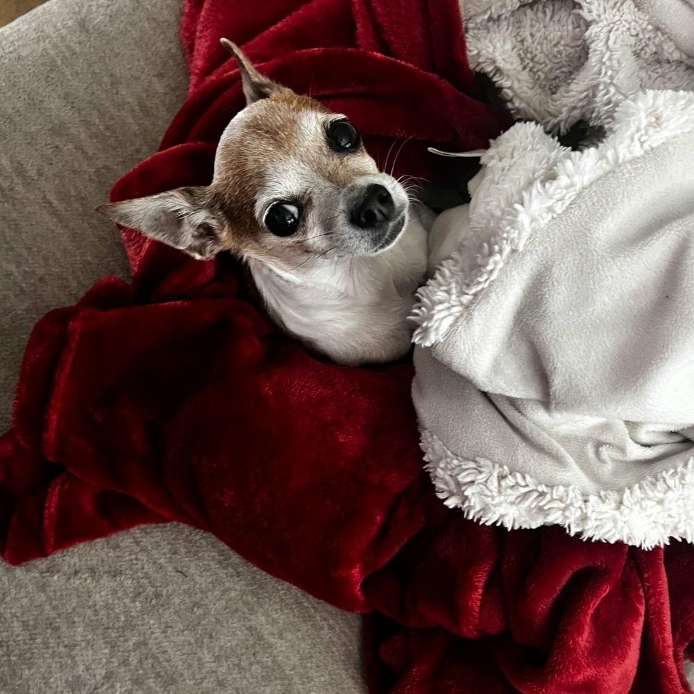 Girl, an adopted mixed breed in CORPUS CHRISTI, TX image 5/5