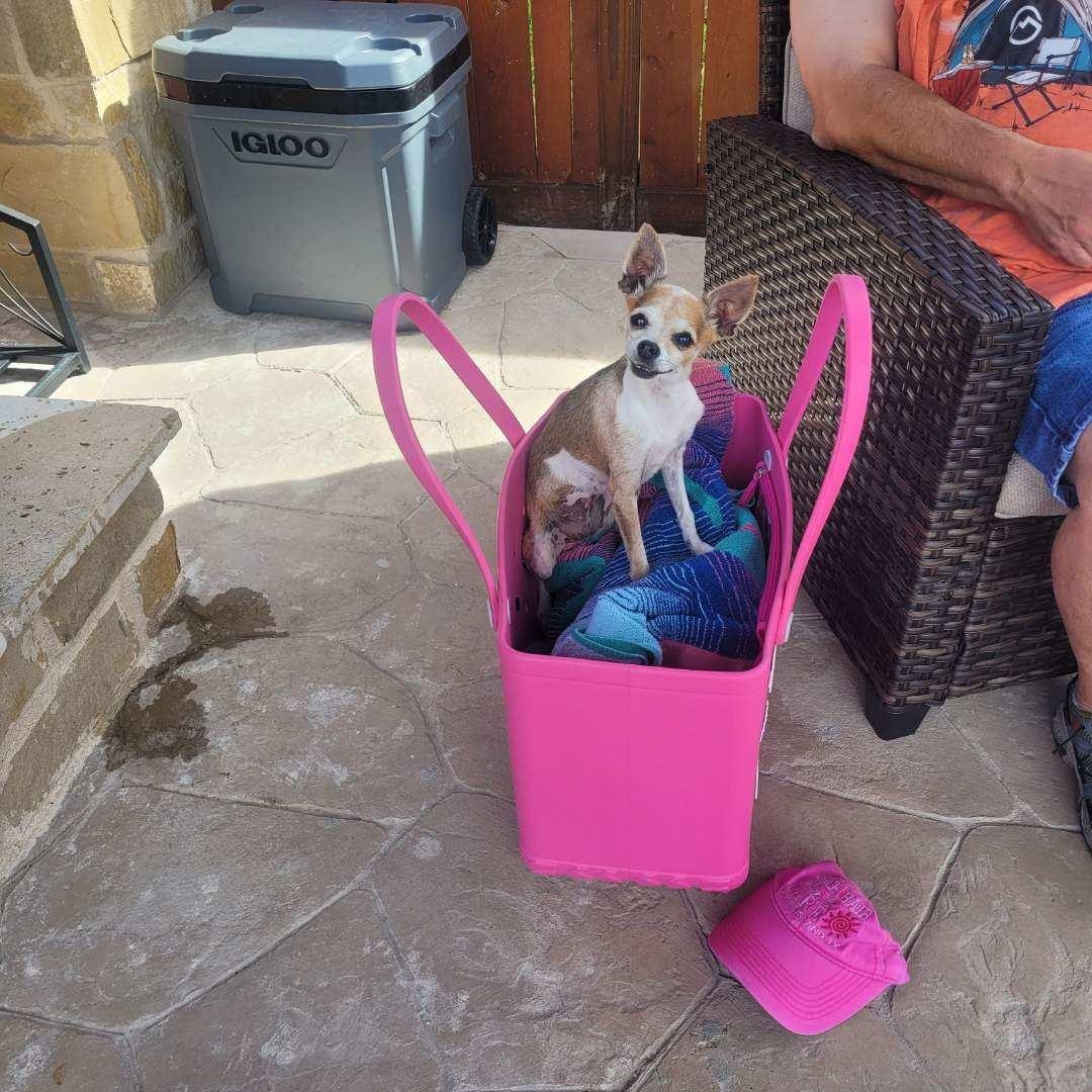 Girl, an adopted mixed breed in CORPUS CHRISTI, TX image 3/5