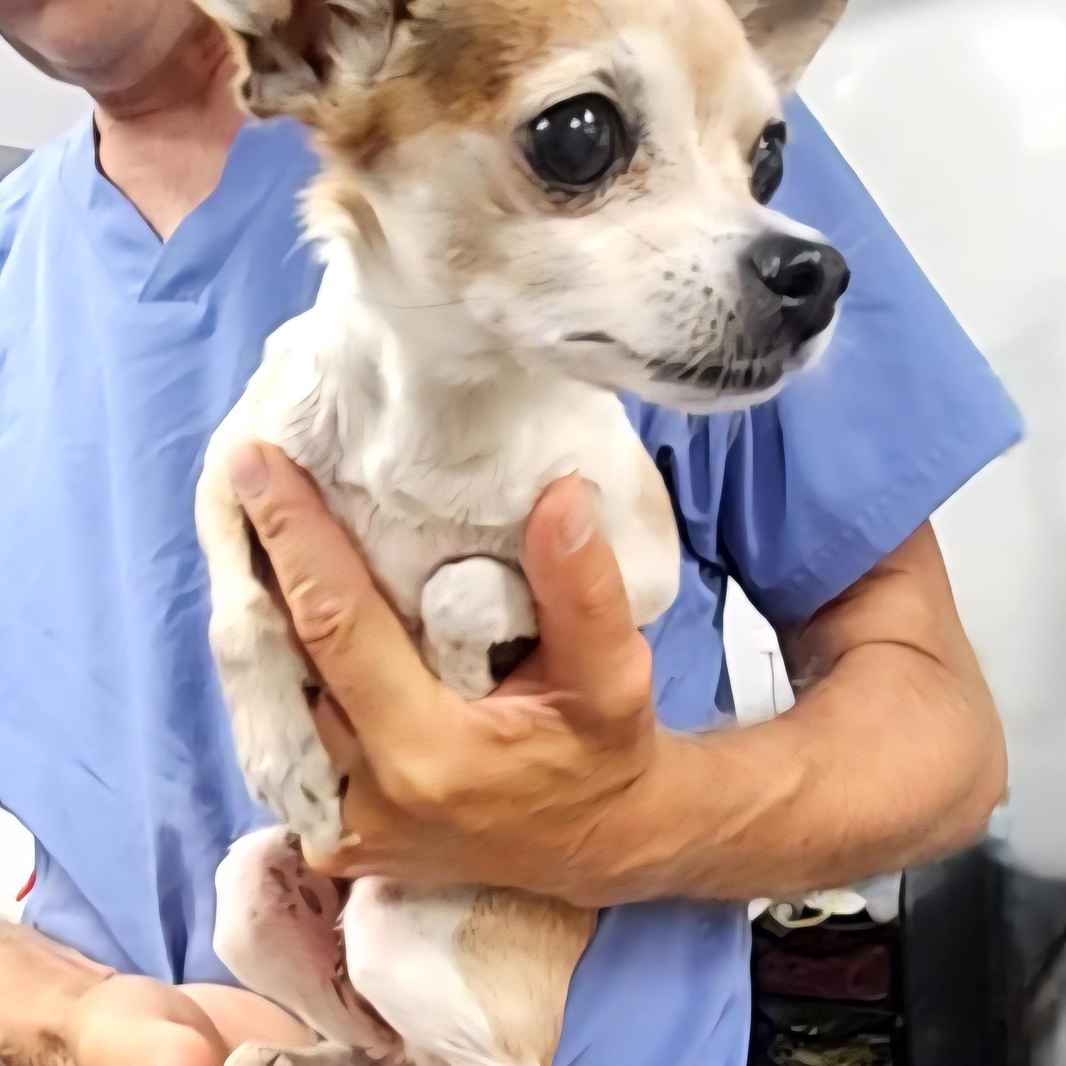 Girl, an adopted mixed breed in CORPUS CHRISTI, TX image 1/5