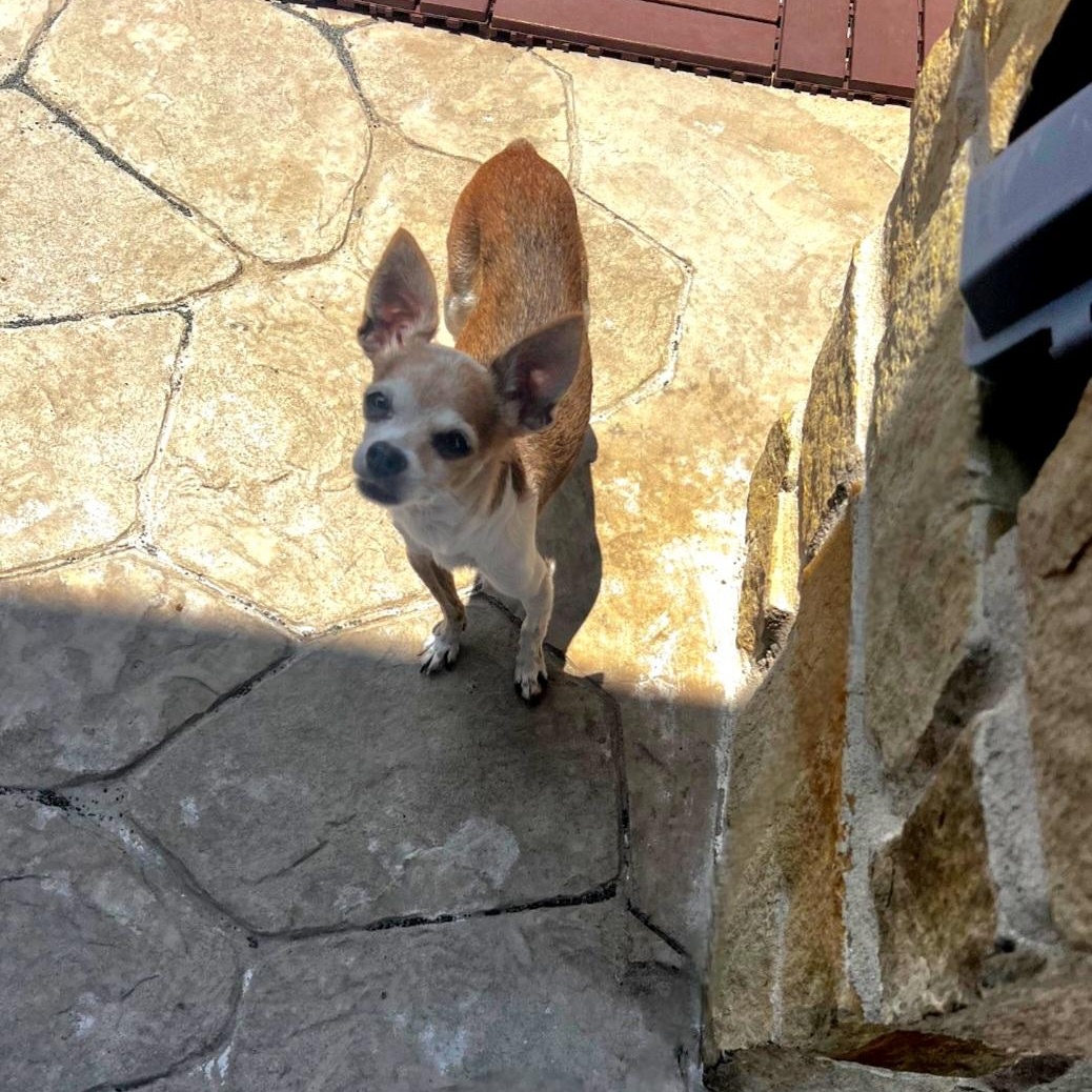Girl, an adopted mixed breed in CORPUS CHRISTI, TX image 4/5