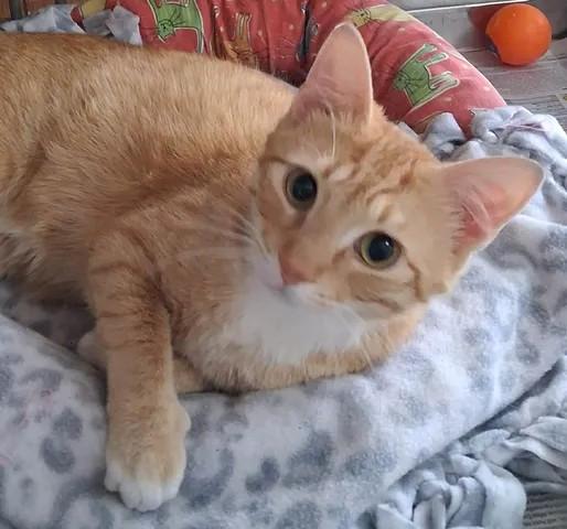Enlarge Jesse, a ADOPTABLE Domestic Short Hair in Greenville, NC image 5/5