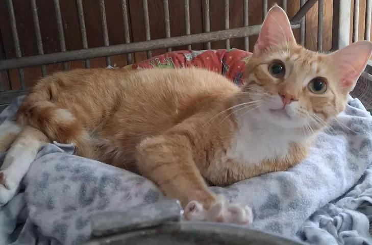 Enlarge Jesse, a ADOPTABLE Domestic Short Hair in Greenville, NC image 3/5