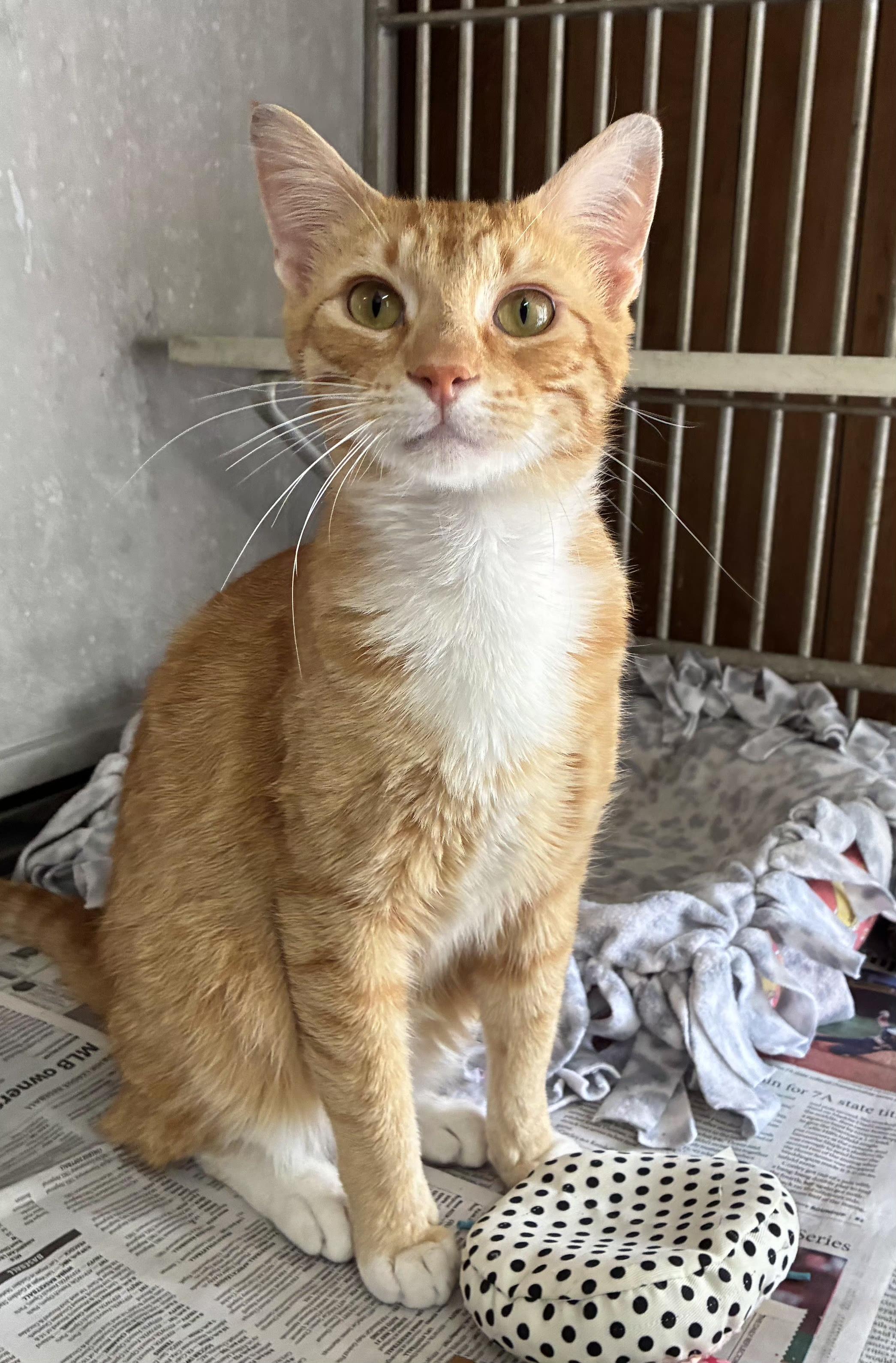 Enlarge Jesse, a ADOPTABLE Domestic Short Hair in Greenville, NC image 1/5