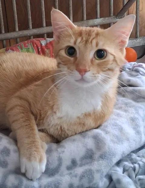 Enlarge Jesse, a ADOPTABLE Domestic Short Hair in Greenville, NC image 2/5