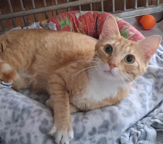 Enlarge Jesse, a ADOPTABLE Domestic Short Hair in Greenville, NC image 4/5