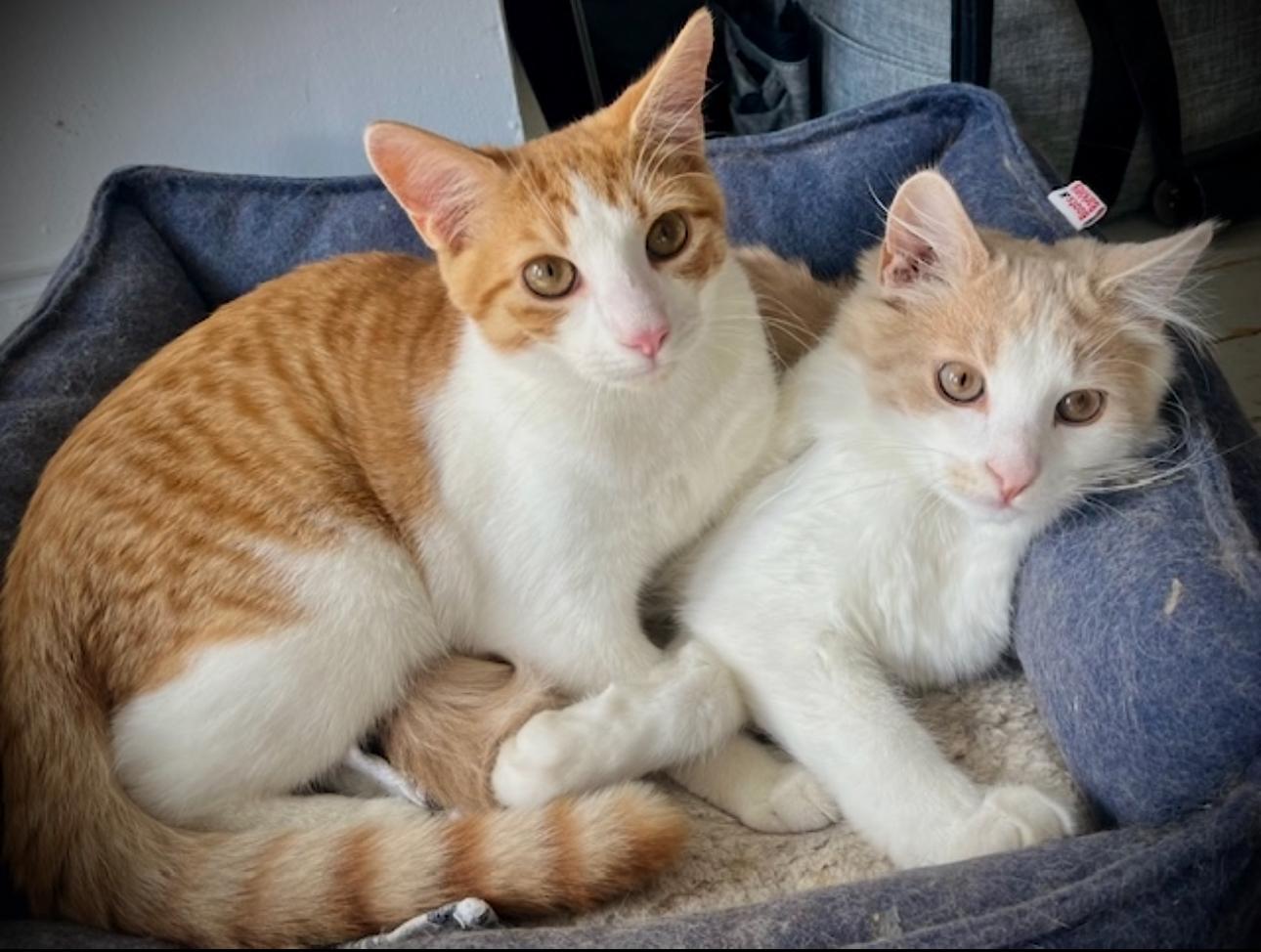 Frederick and Lake — thumbnail 3