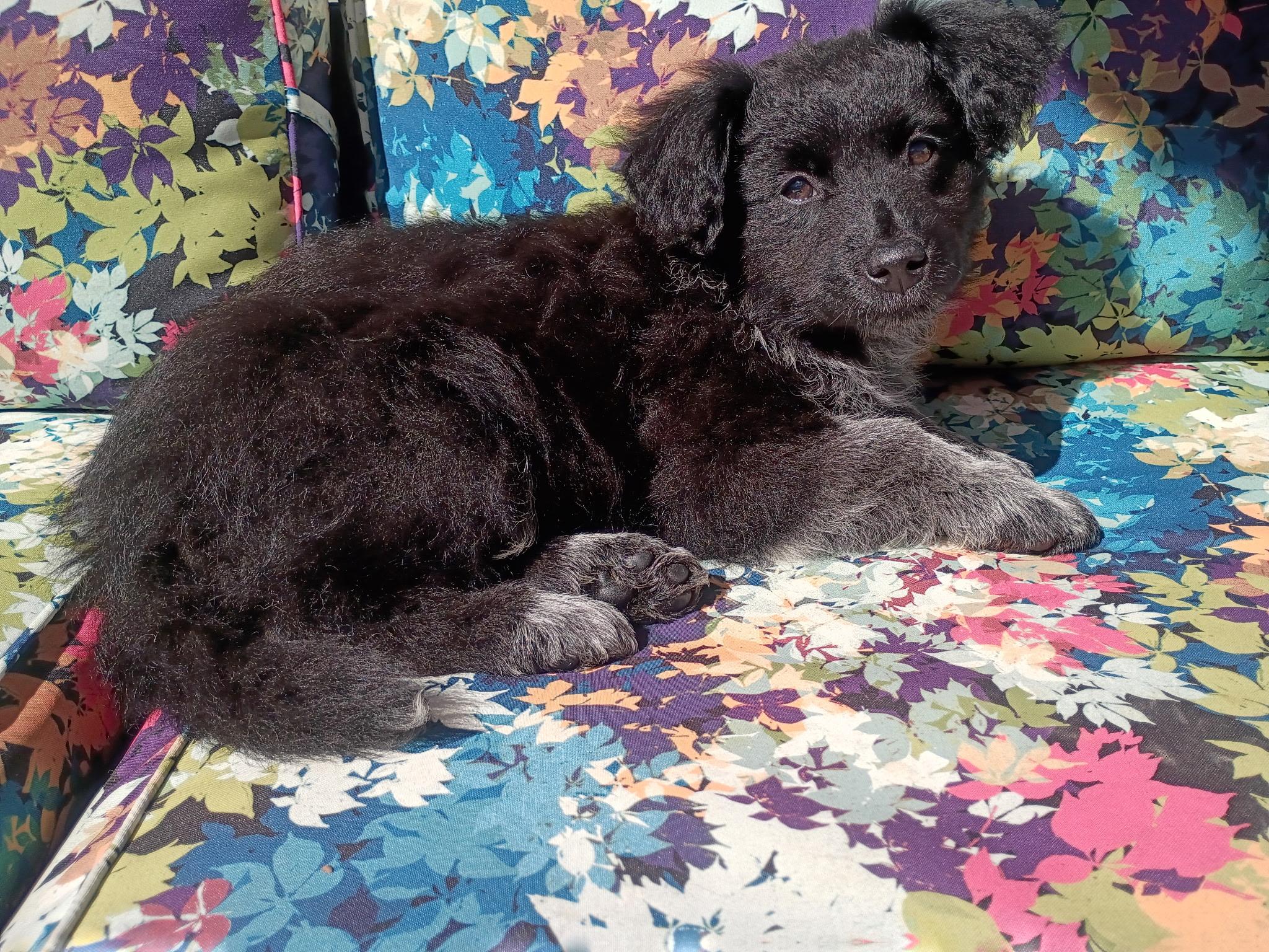 Whitney , an adopted mixed breed in Arlington , VA image 4/5