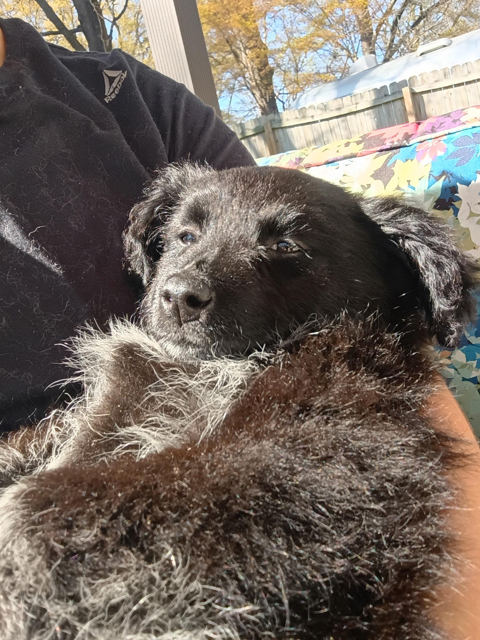 Whitney , an adopted mixed breed in Arlington , VA image 1/5