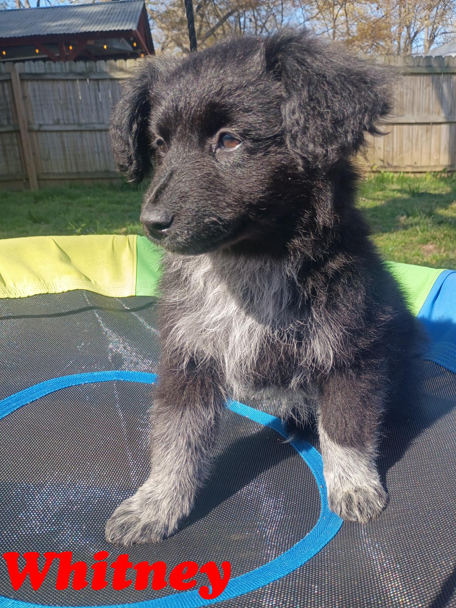Whitney , an adopted mixed breed in Arlington , VA image 2/5