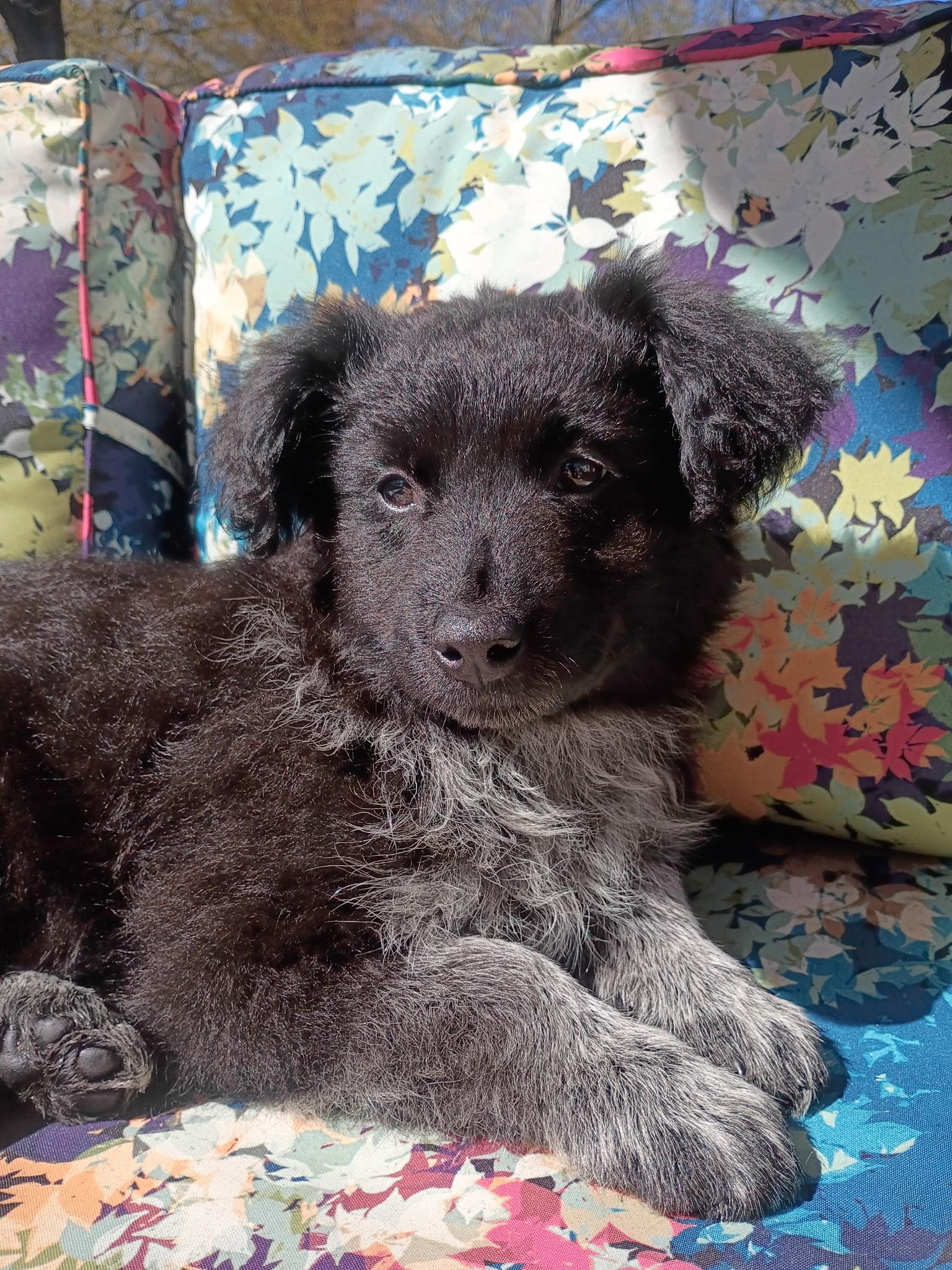 Whitney , an adopted mixed breed in Arlington , VA image 3/5