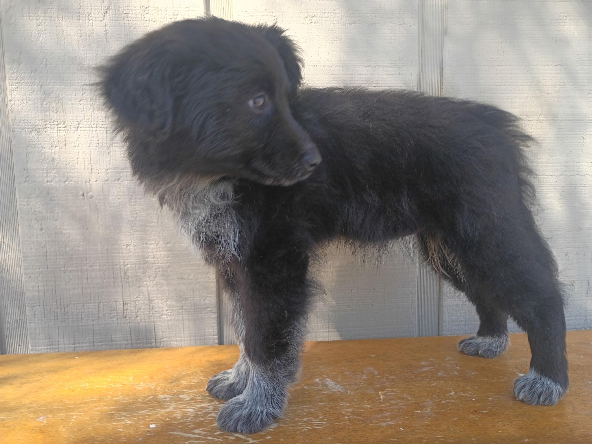 Whitney , an adopted mixed breed in Arlington , VA image 5/5