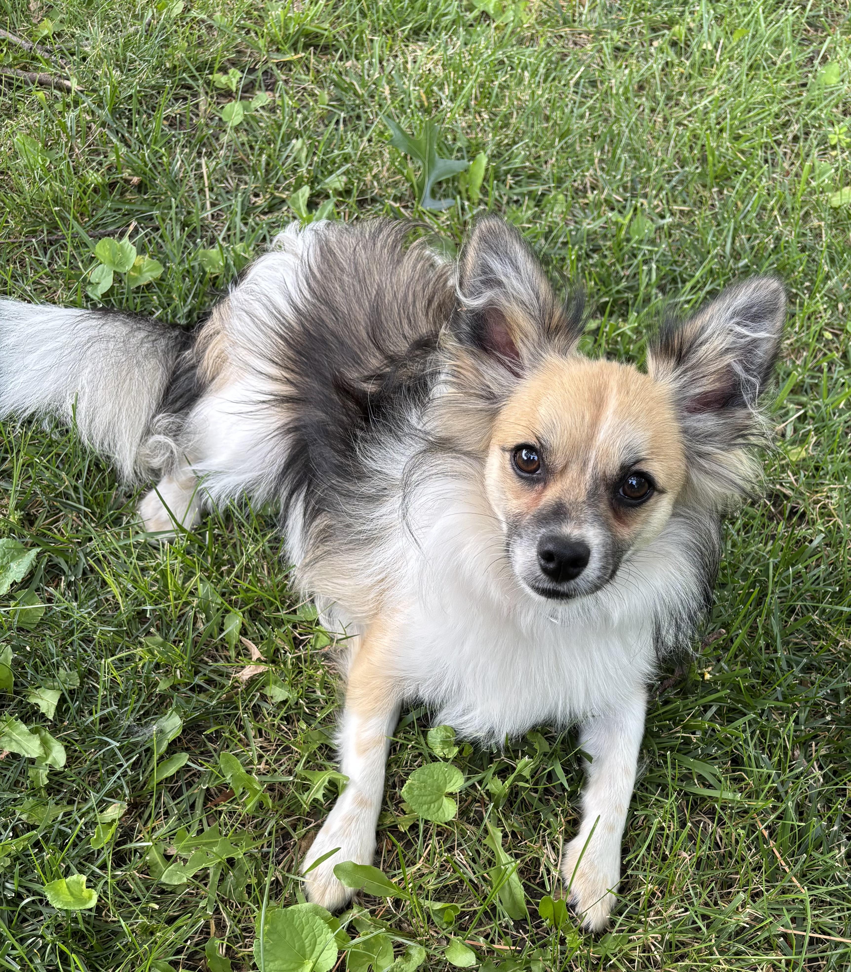 Enlarge Sawyer, a ADOPTABLE mixed breed in Overland Park, KS image 2/5