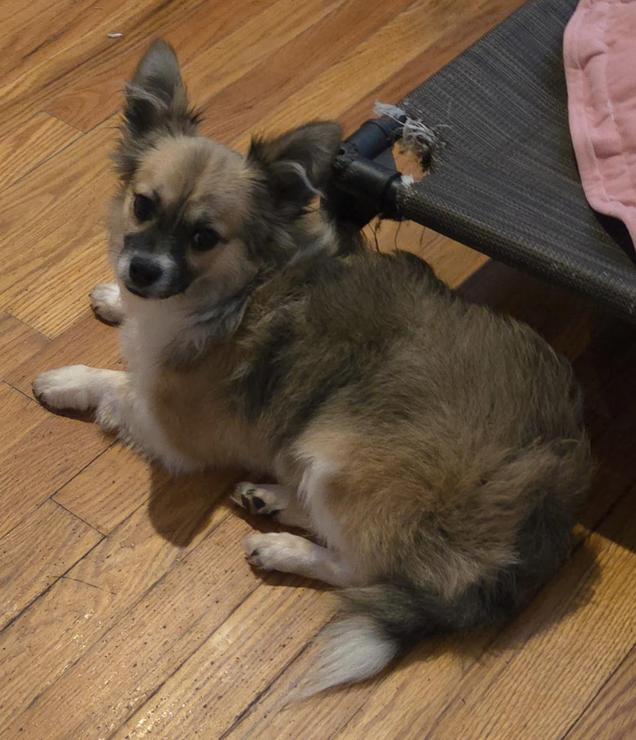 Enlarge Sawyer, a ADOPTABLE mixed breed in Overland Park, KS image 3/3