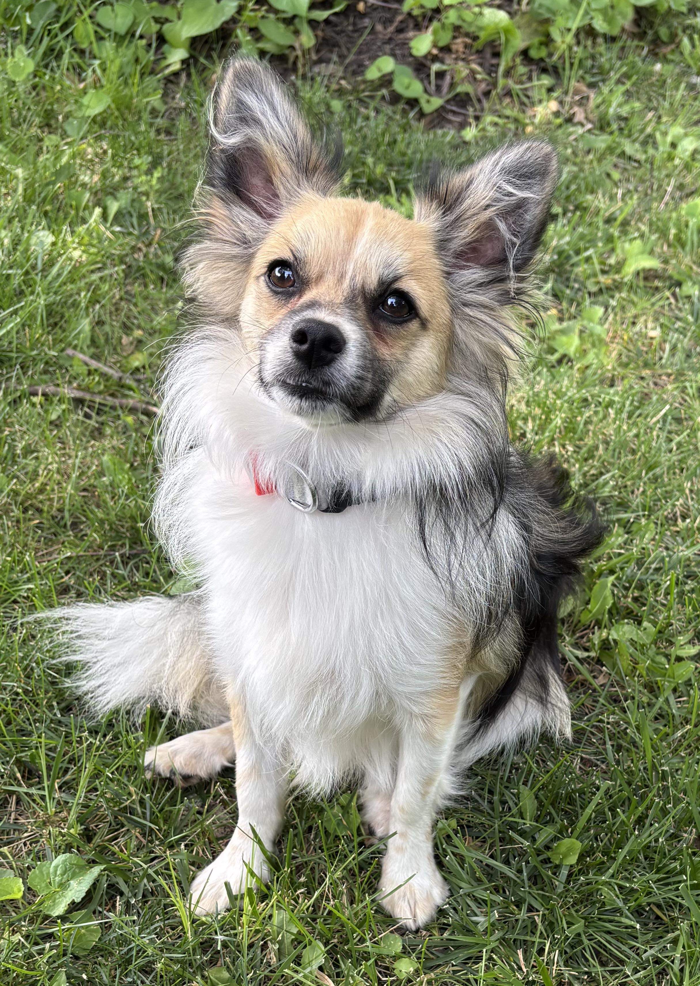Enlarge Sawyer, a ADOPTABLE mixed breed in Overland Park, KS image 1/5