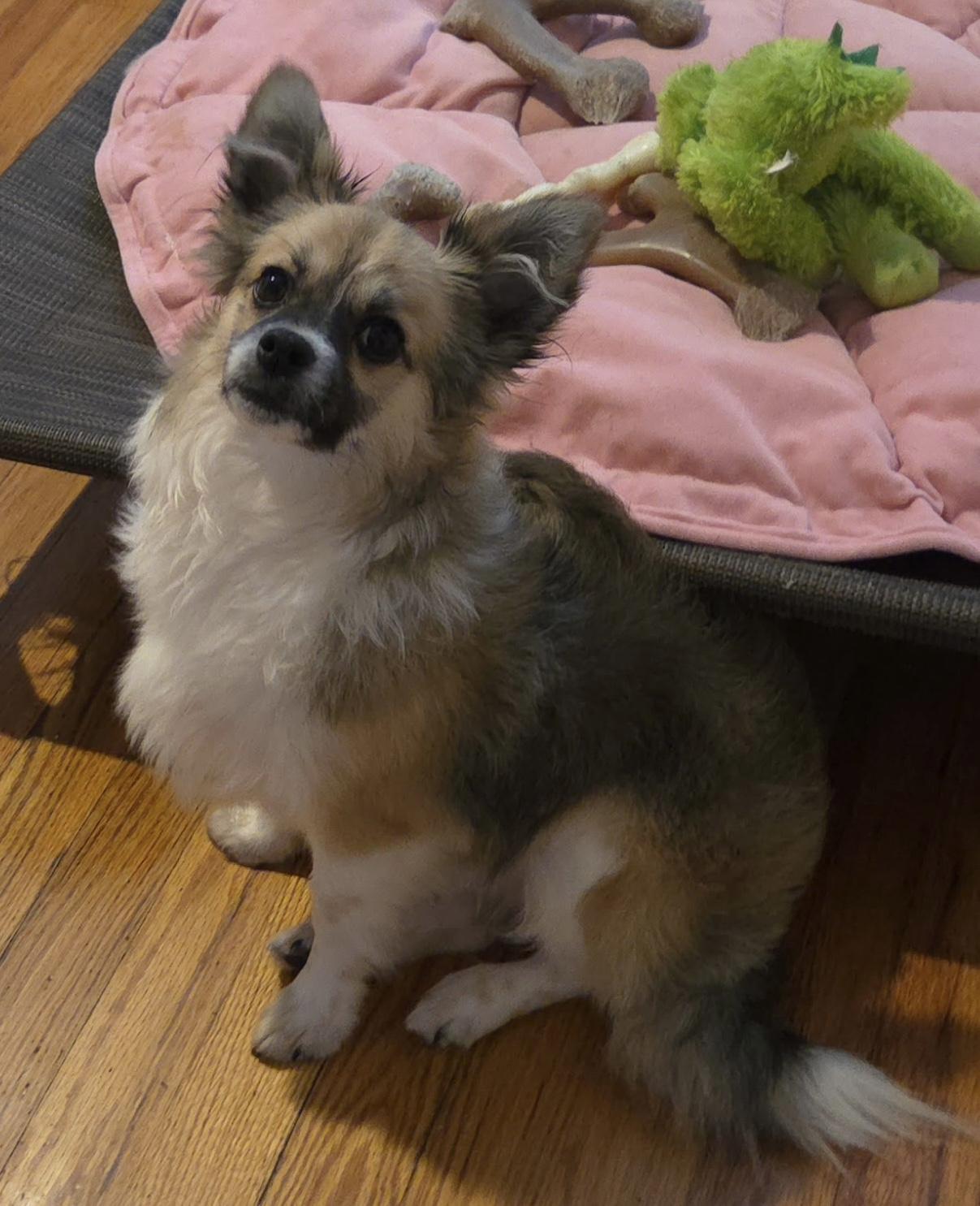 Enlarge Sawyer, a ADOPTABLE mixed breed in Overland Park, KS image 1/3