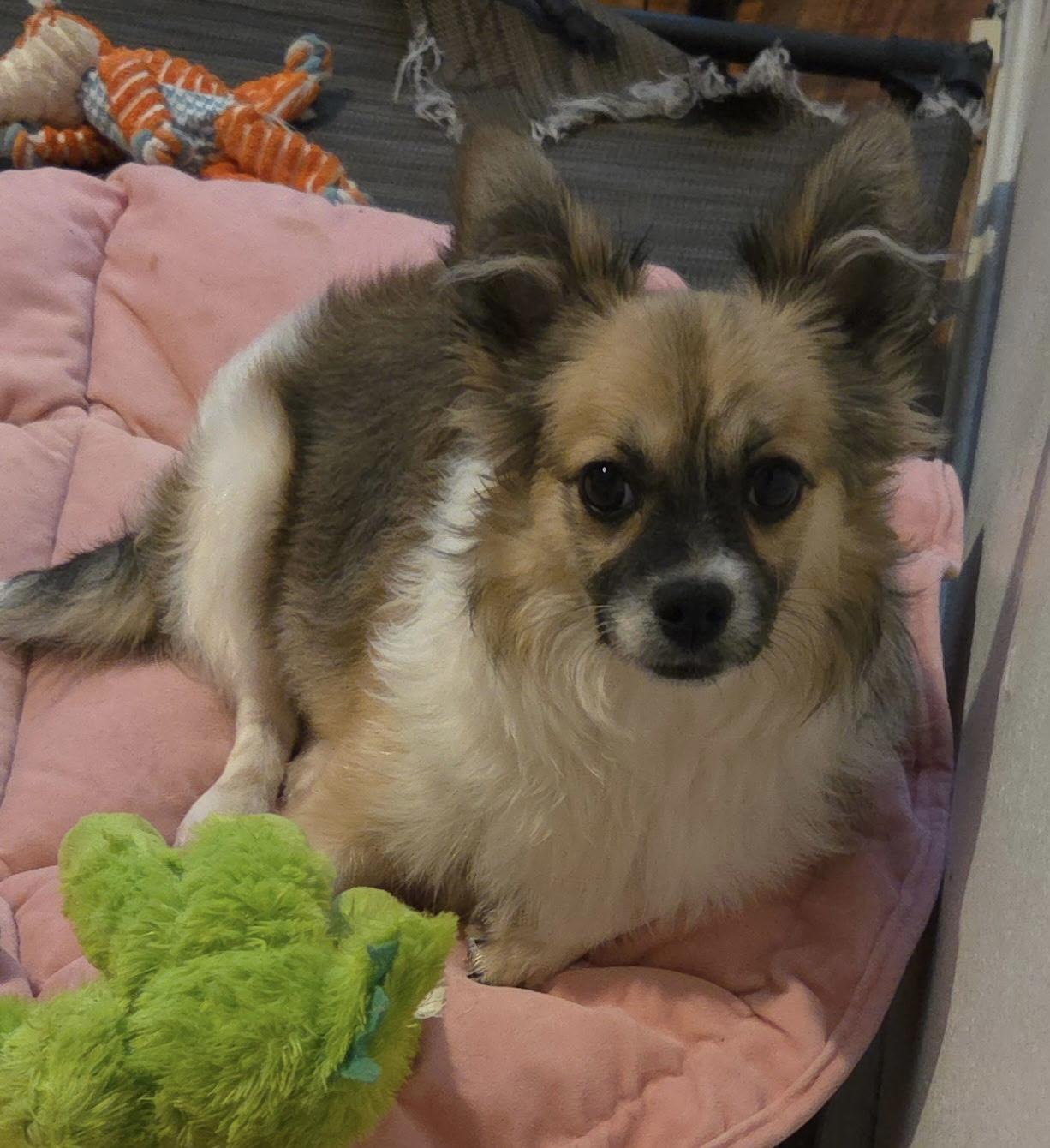 Enlarge Sawyer, a ADOPTABLE mixed breed in Overland Park, KS image 2/3