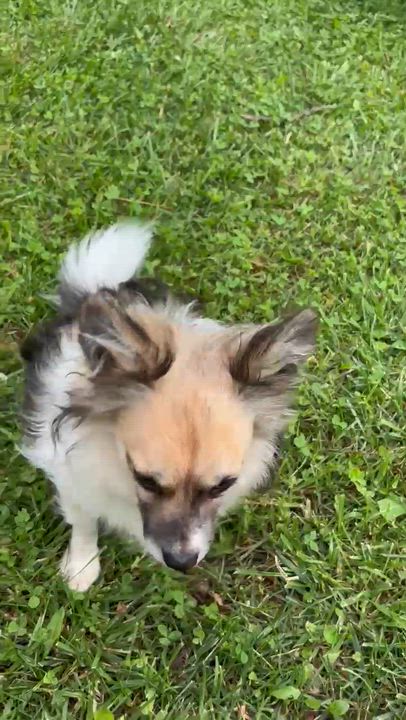 Enlarge Sawyer, a ADOPTABLE mixed breed in Overland Park, KS video 5/5