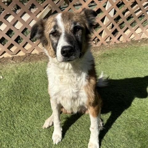 Maggie Mae, Senior Female Collie
