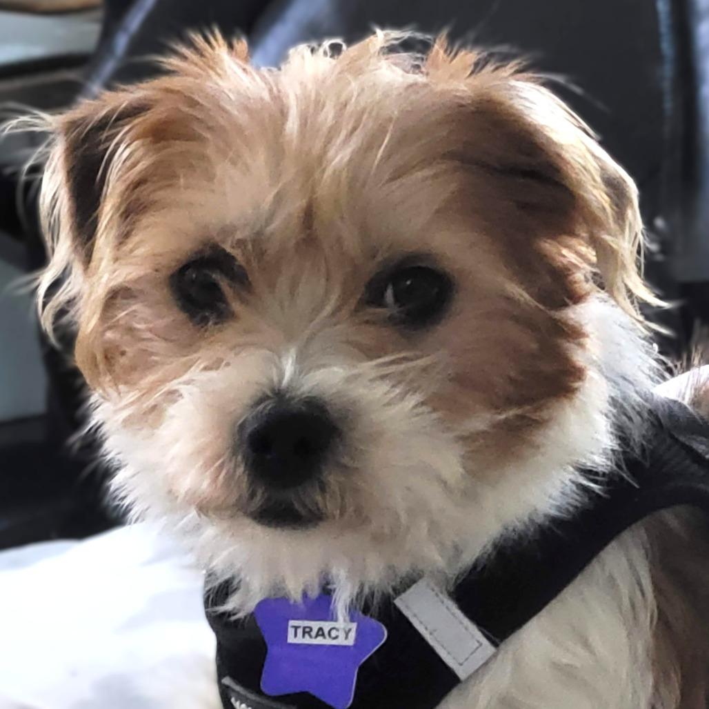Tracy, Adoptable, Adult Female Terrier & Mixed Breed.
