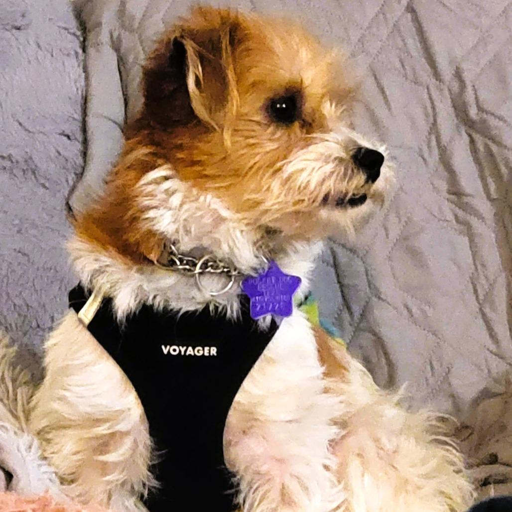 Enlarge Tracy, a Adoptable mixed breed in San Francisco, CA image 2/5