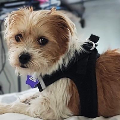 Enlarge Tracy, a Adoptable mixed breed in San Francisco, CA image 5/5