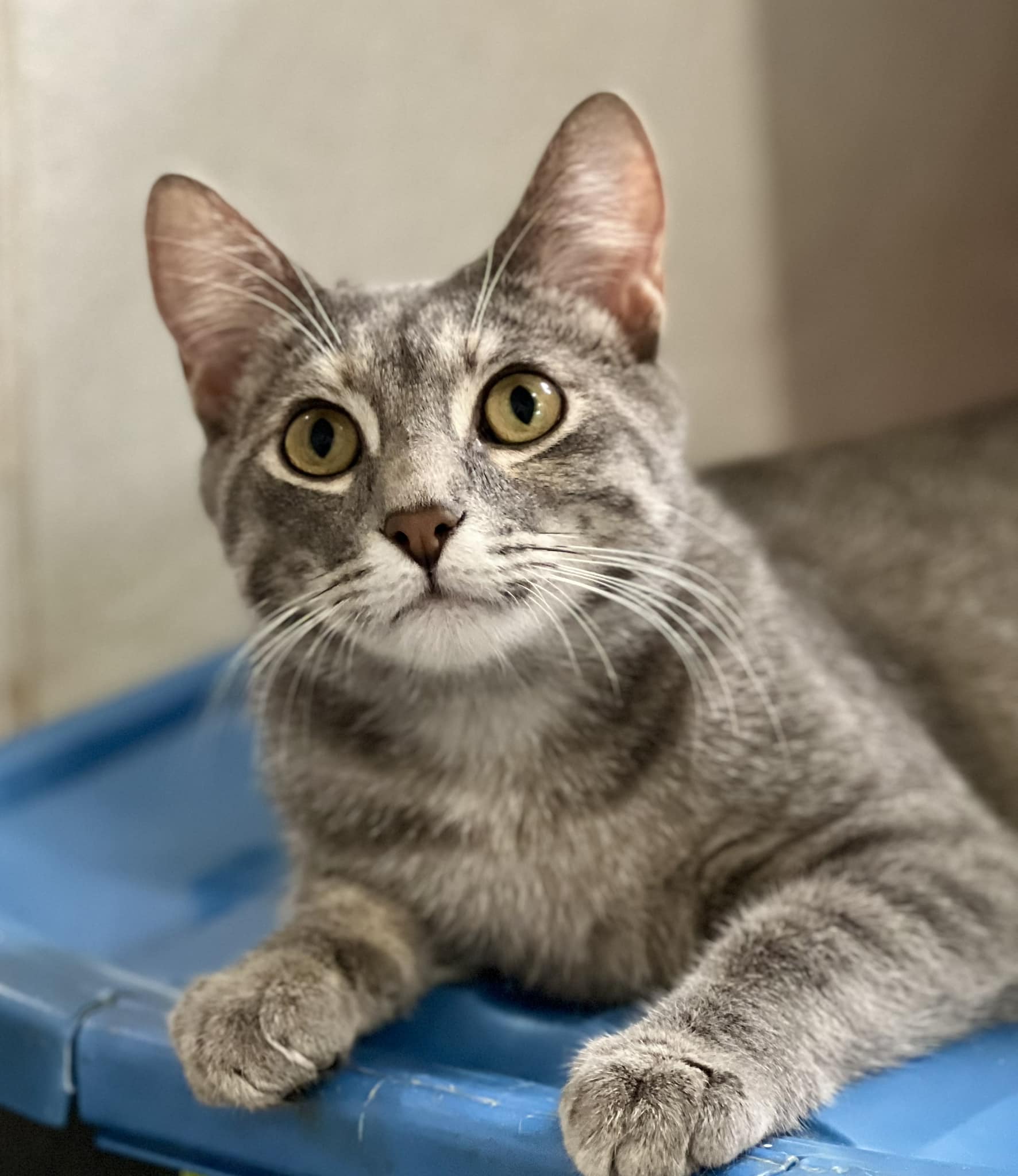 Millie, a Adopted Domestic Short Hair in Creston, IA image 1/3