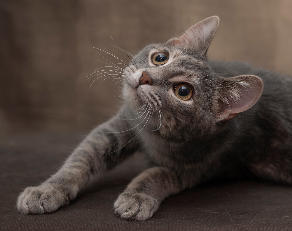 Millie, a Adopted Domestic Short Hair in Creston, IA image 2/3