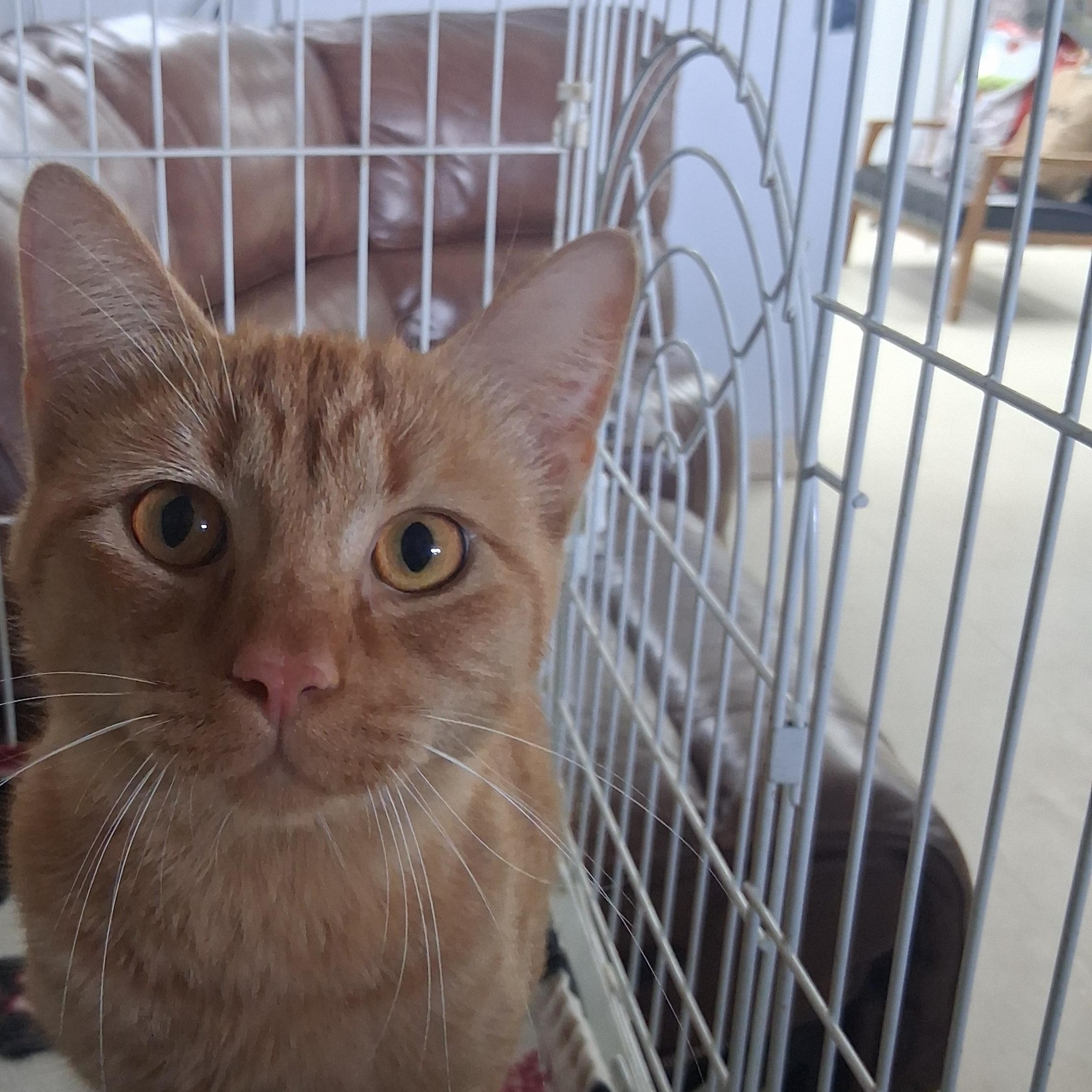 Enlarge Freddie, a Adoptable American Shorthair in Tulsa, OK image 5/5
