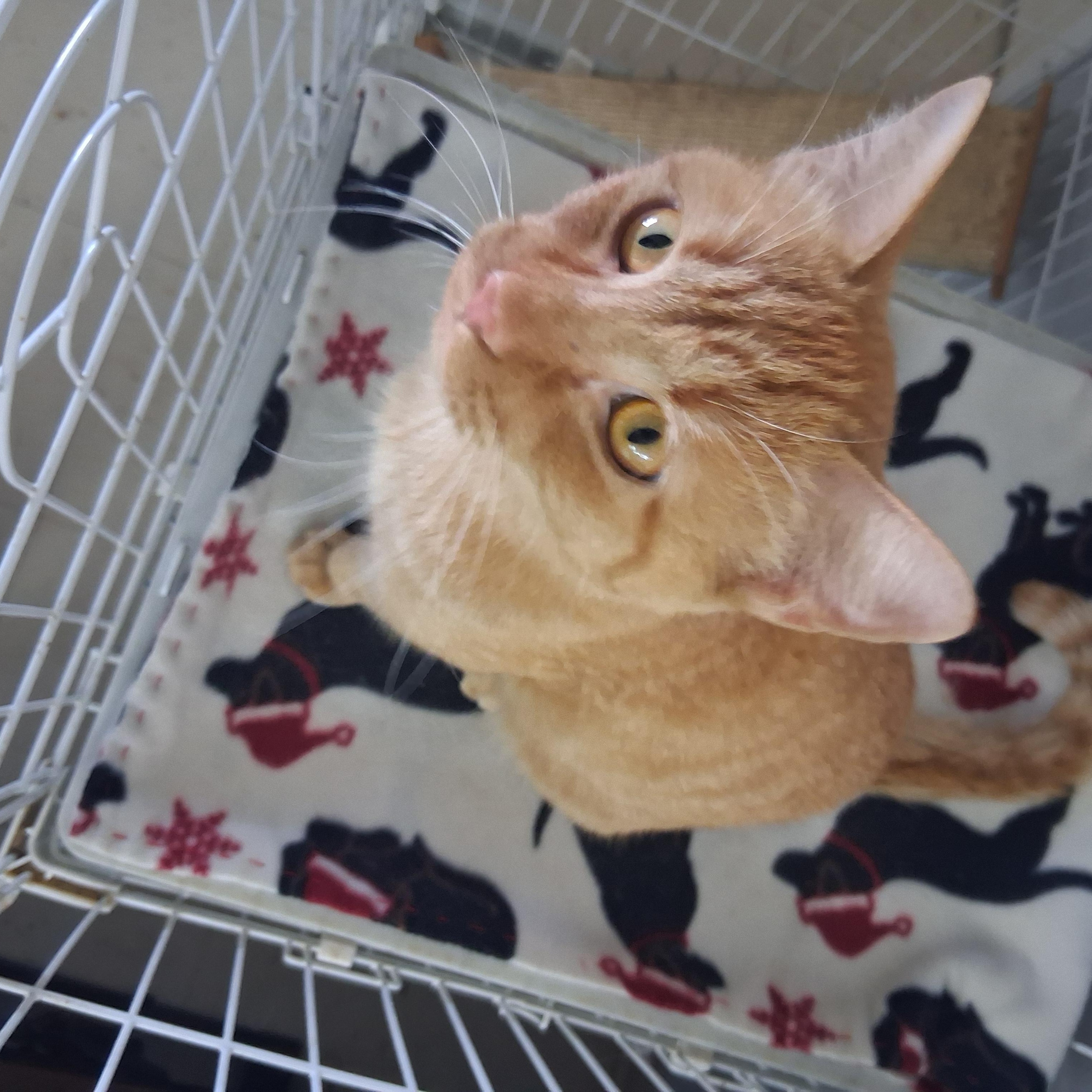Enlarge Freddie, a Adoptable American Shorthair in Tulsa, OK image 3/5