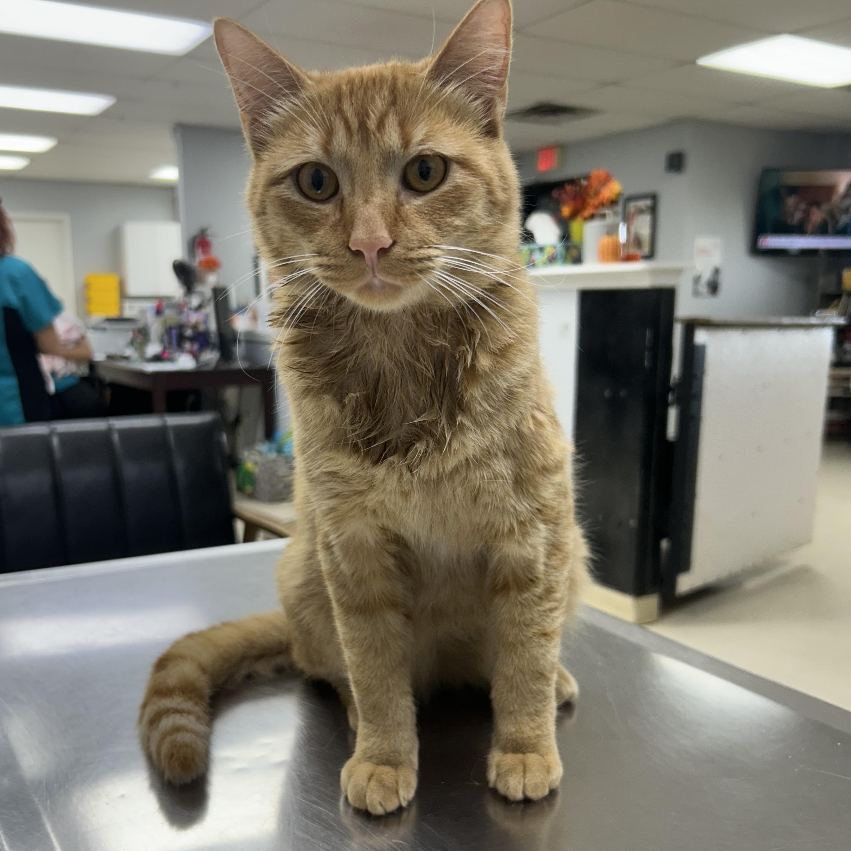 Enlarge Freddie, a Adoptable American Shorthair in Tulsa, OK image 2/5