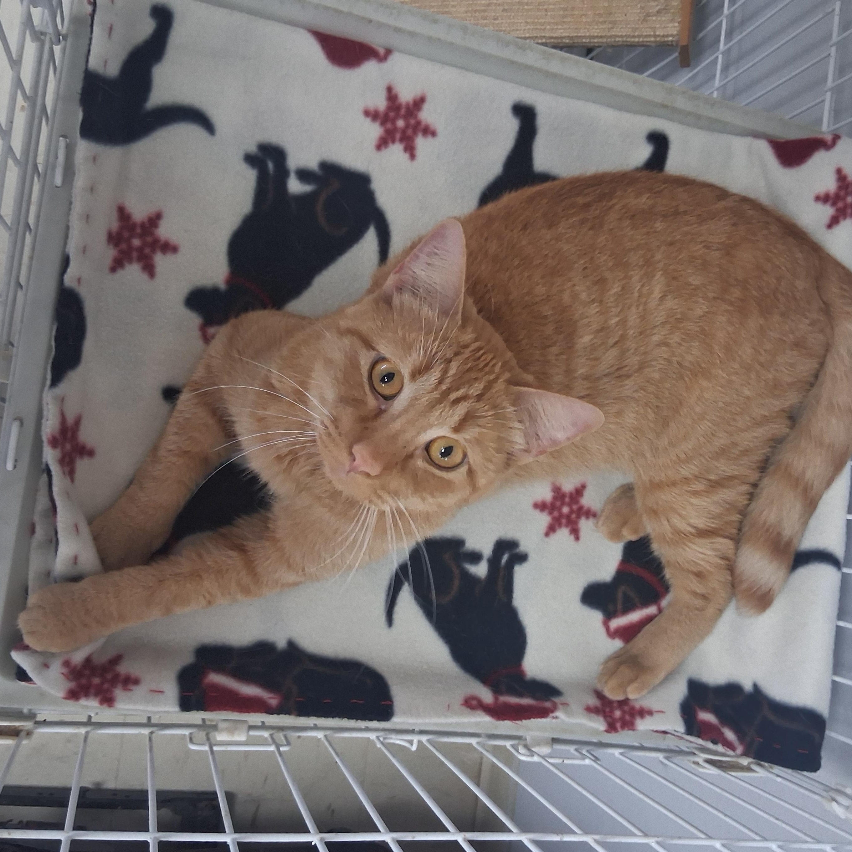 Enlarge Freddie, a Adoptable American Shorthair in Tulsa, OK image 1/5