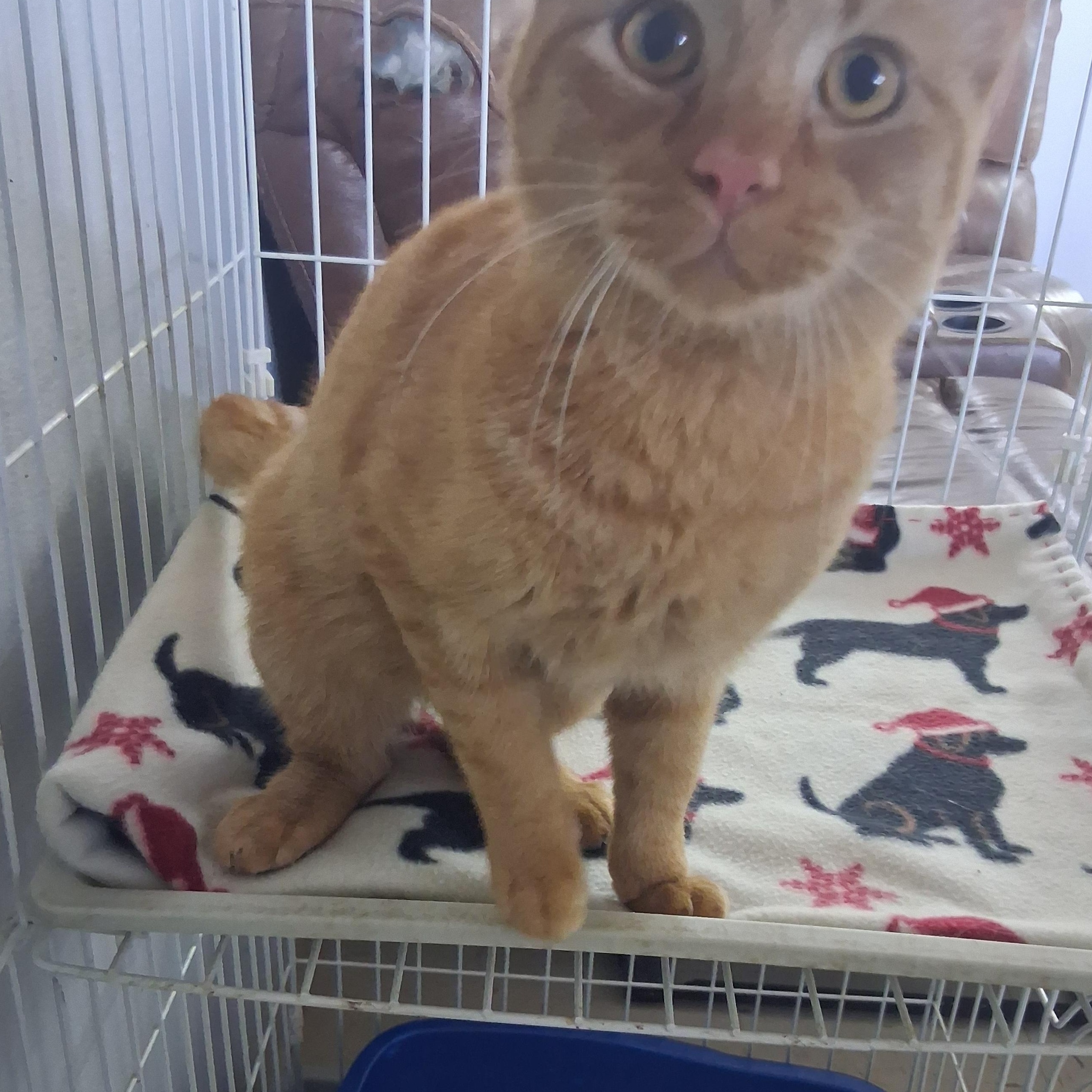 Enlarge Freddie, a Adoptable American Shorthair in Tulsa, OK image 4/5
