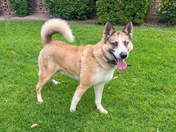 Roscoe, Adoptable, Adult Male Siberian Husky & Australian Cattle Dog / Blue Heeler.