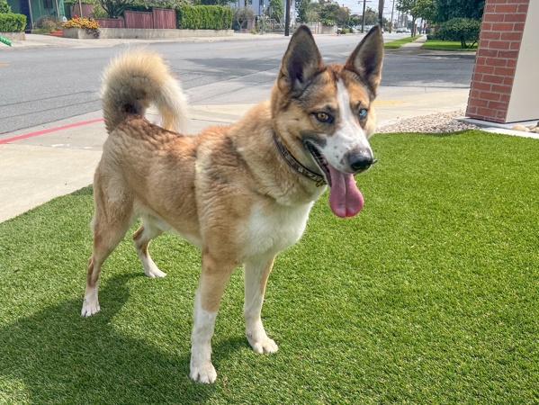 Roscoe, Adoptable, Adult Male Siberian Husky & Australian Cattle Dog / Blue Heeler.