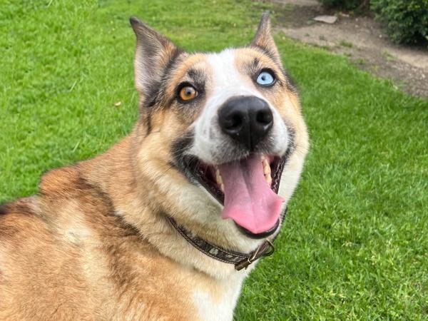 Enlarge Roscoe, a Adoptable mixed breed in San Gabriel, CA image 2/6