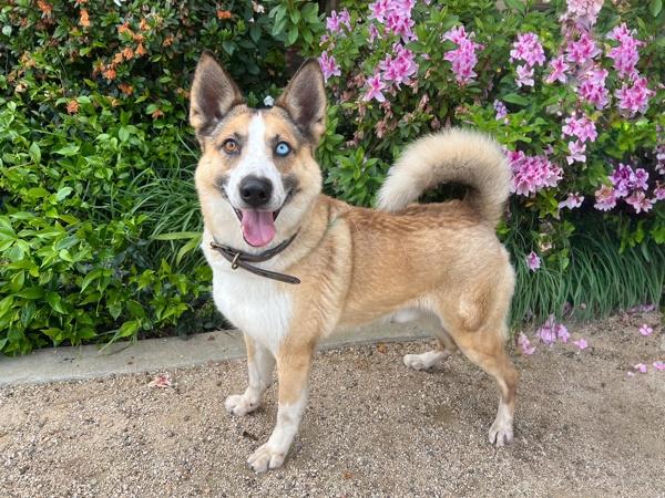 Enlarge Roscoe, a Adoptable mixed breed in San Gabriel, CA image 3/6