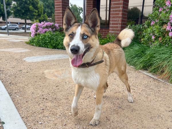 Enlarge Roscoe, a Adoptable mixed breed in San Gabriel, CA image 6/6