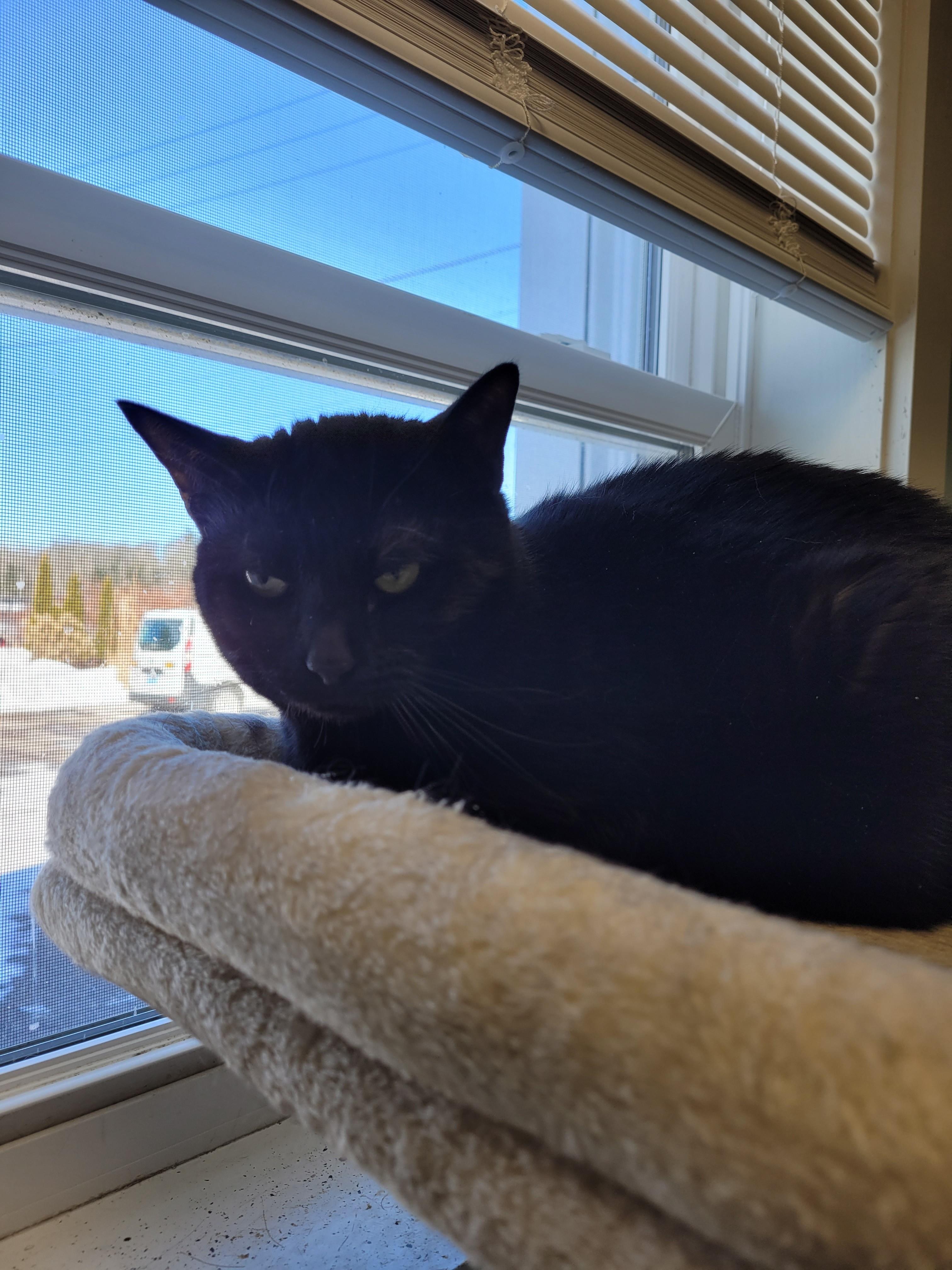 Enlarge Anise, a ADOPTABLE Domestic Short Hair in North Attleboro, MA image 3/4