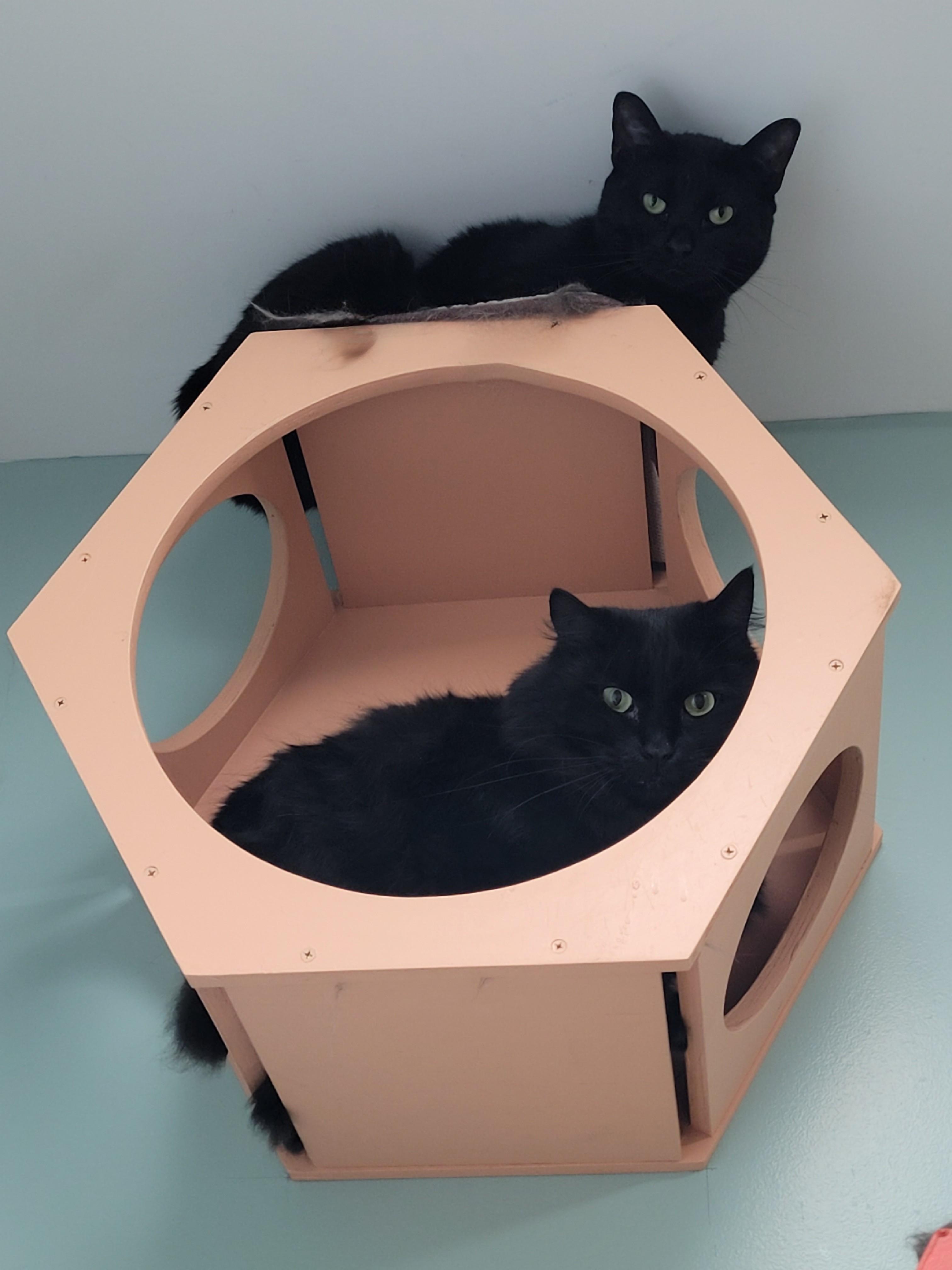 Enlarge Anise, a ADOPTABLE Domestic Short Hair in North Attleboro, MA image 4/4