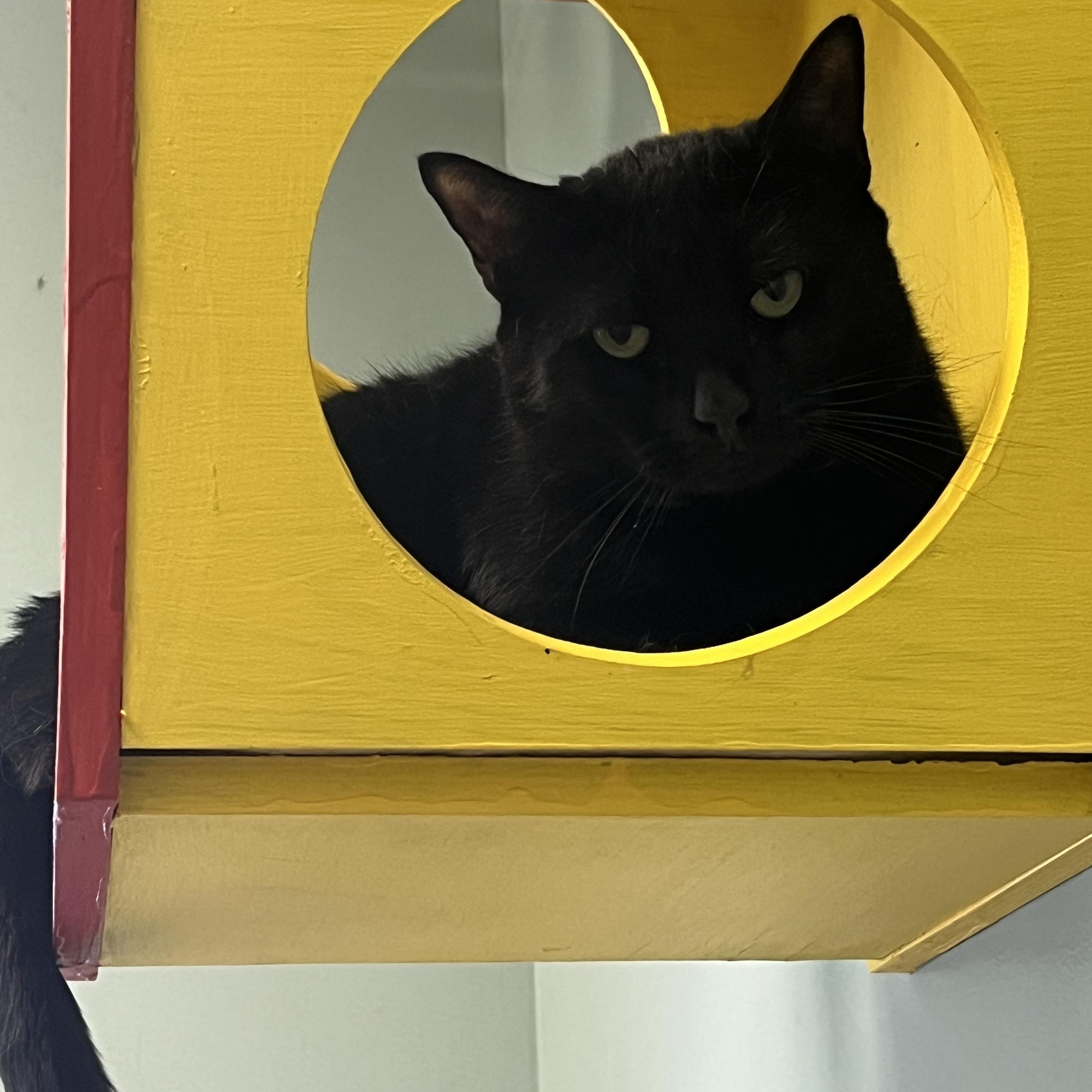 Anise, ADOPTABLE, Adult Female Domestic Short Hair.