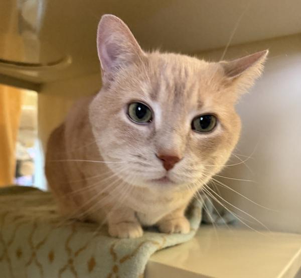 Enlarge Chatty, a Adoptable mixed breed in Duluth, MN image 1/1